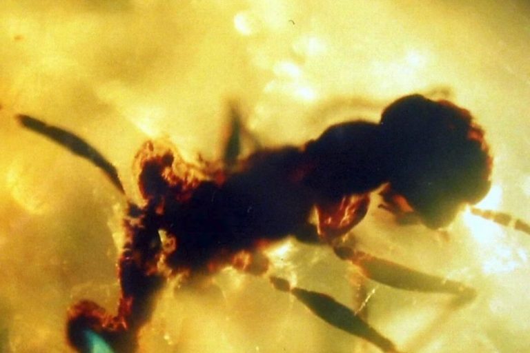 Investigadores hallan fósil de ‘hormiga del infierno’ de 99 millones de ...