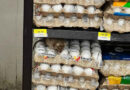 ¡Qué asco!; enorme rata se pasea sobre cartones de huevo en supermercado de Yucatán